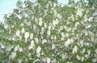 鸽子花语 （图）