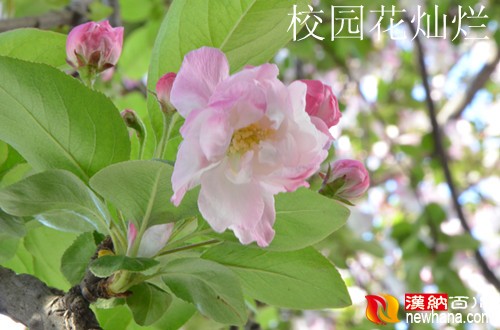 校园花灿烂_副本.jpg