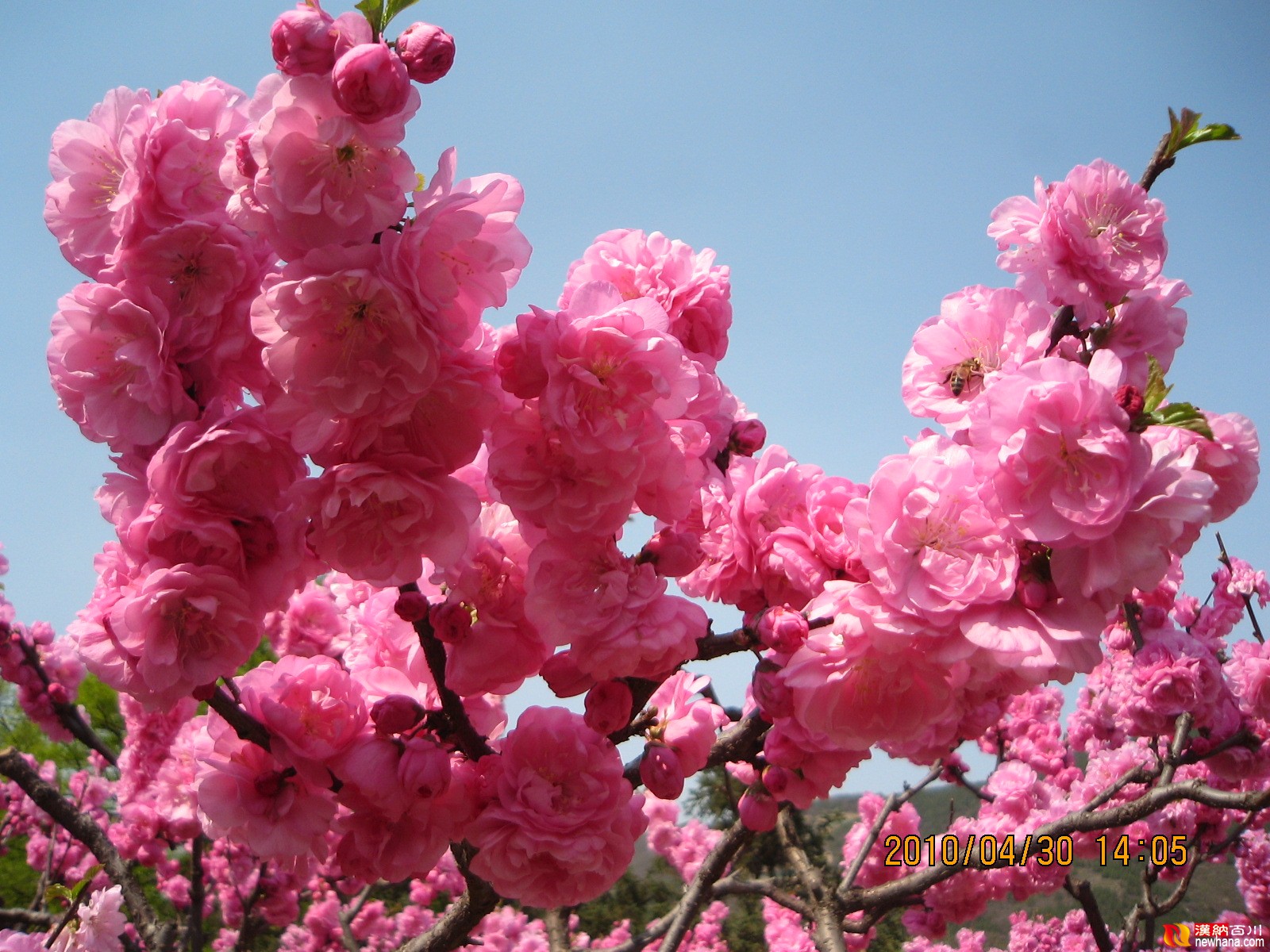 植物 榆叶梅-北京.植物园ok.IMG_2191.JPG