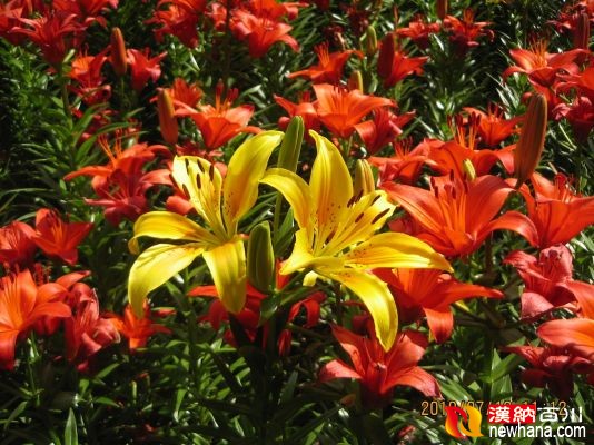 花卉 百合花-乌鲁木齐.人民公园IMG_4227.00jpg.jpg