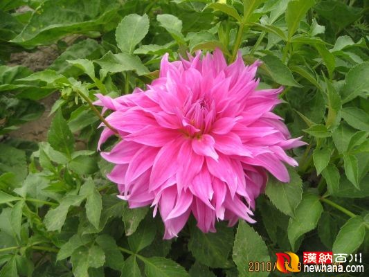 花卉 菊花-乌鲁木齐.植物园IMG_4493.00.jpg