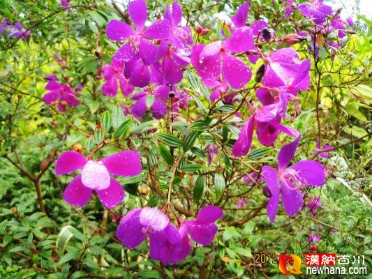花卉 巴西野牡丹-香港.公园IMG_1083.00.jpg