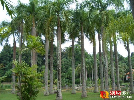植物 王棕-云南.西双版纳CIMG0619.00.jpg