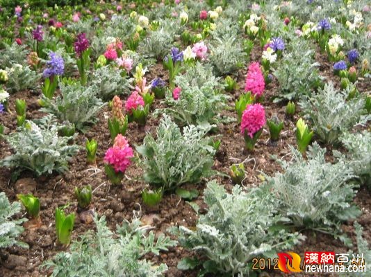花卉 风信子-香港.公园IMG_1096.jpg