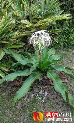 花卉 文殊兰-深圳.园博园DSC09929.JPG