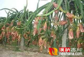 火龙果14.jpg