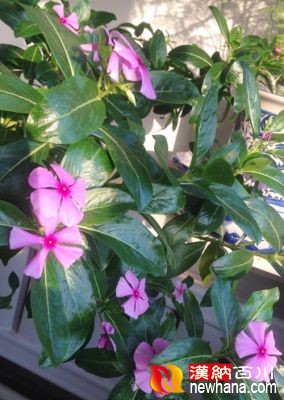 四季花IMG_1897.jpg