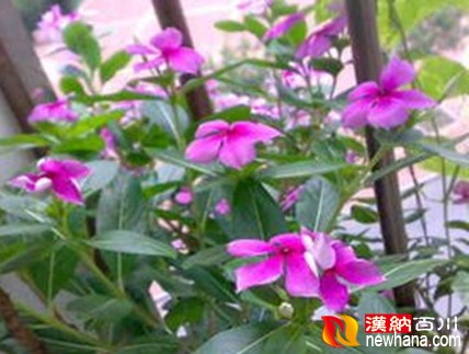 长春花t01de06f35eb47fa699.jpg
