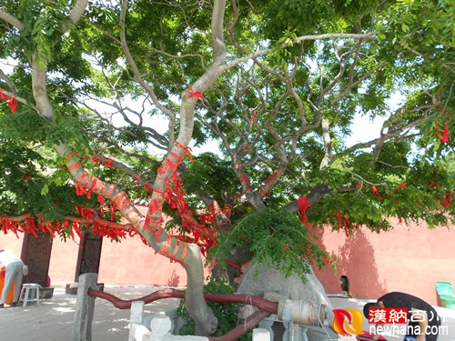 菊花岛 190.jpg